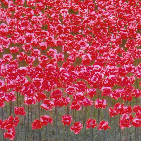 David Heyes: The Last Poppy for double bass quartet